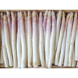 Asperges Blanches (10/12...