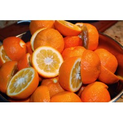 Oranges Amères de Séville