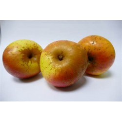 Pomme Reinette d'Armorique